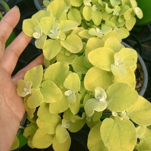 Live plant, 2 pots Helichrysum Limelight plant/ each in 6 inch high pot