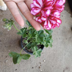 May include: A potted geranium plant with vibrant pink and white striped flowers. The plant has green leaves and is in a black plastic pot. The image shows a close-up of the flower and foliage.