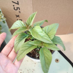 May include: A small potted plant with light green leaves and reddish stems. The plant is in a white pot and is being held by a hand. The background includes a cardboard box with the text "7.5" X".