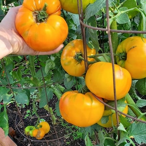 May include: A close-up of a tomato plant with several large, ripe, yellow-orange tomatoes. The tomatoes are a vibrant color and have a slightly ribbed texture. The plant is supported by a wire cage.