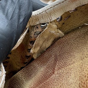 May include: A close-up view of a tan leather item featuring a white leather trim with visible cracking and wear. The edge shows a decorative perforated pattern with brown interior detailing and frayed fabric stitching visible along the seam.