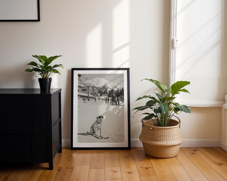 May include: A framed black and white print of a dog on skis in a snowy mountain scene. The print is leaning against a white wall, next to a black cabinet with a potted plant. A large woven basket with a green plant sits on the wooden floor.