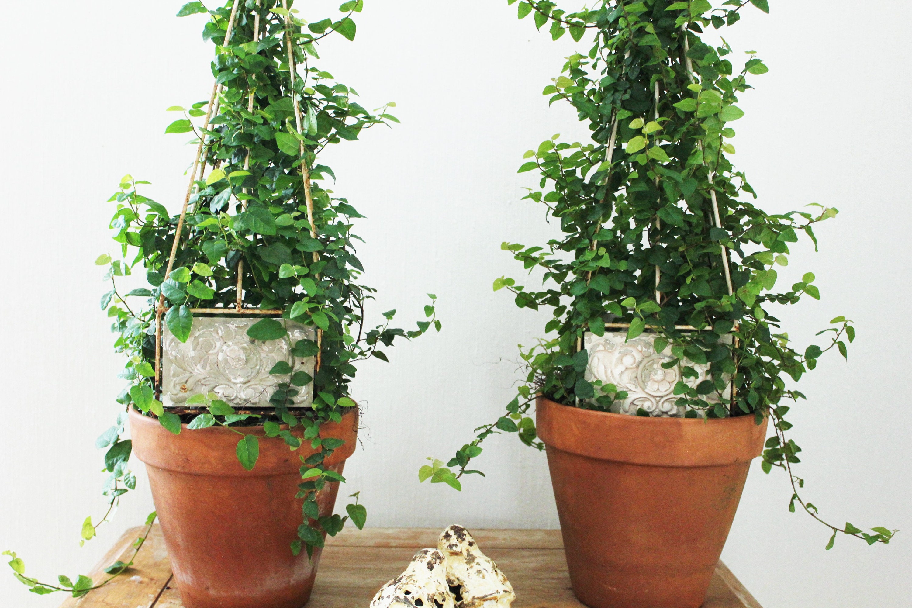 Twin Pyramid Live Topiaries