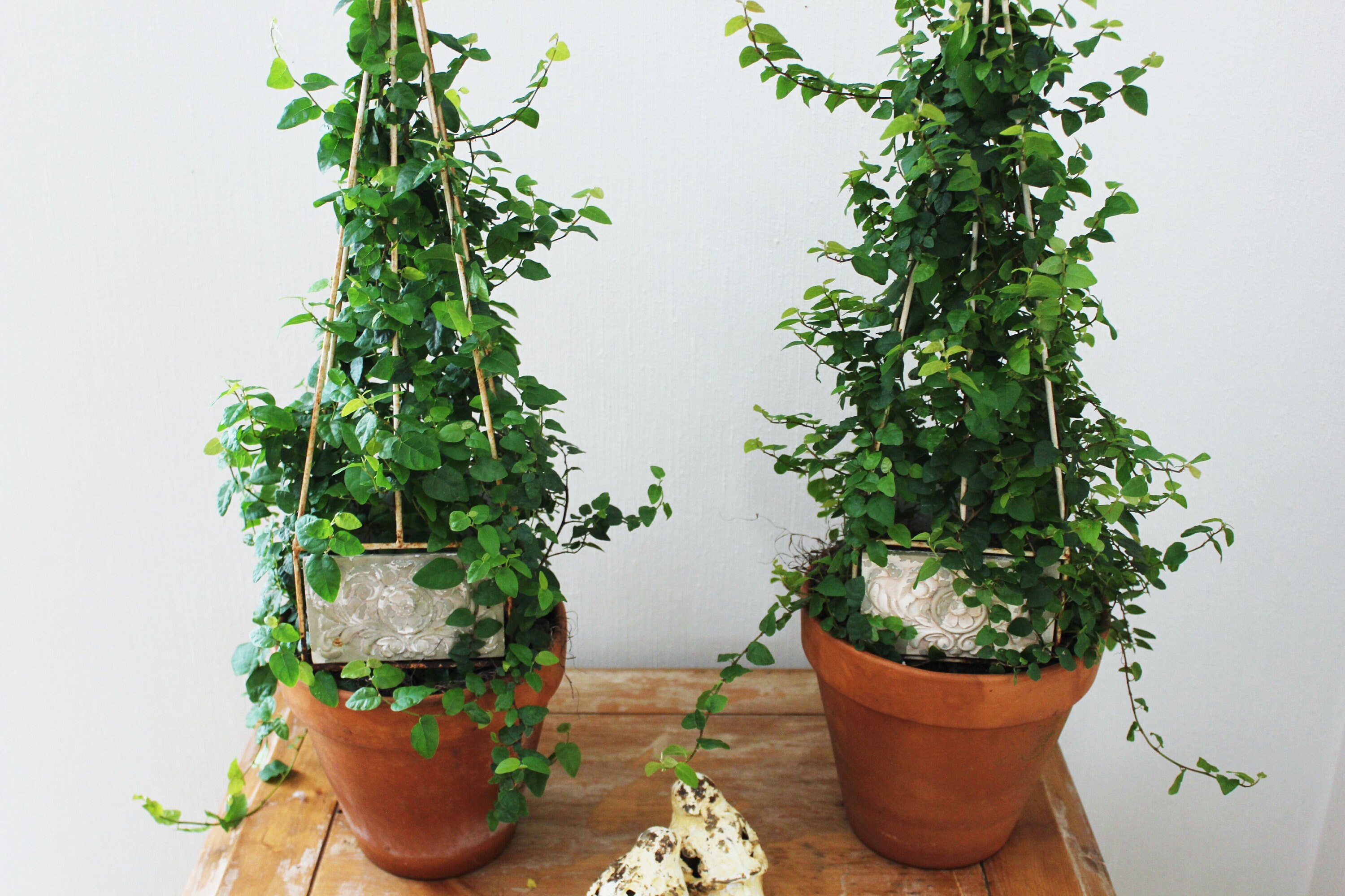 Twin Pyramid Live Topiaries