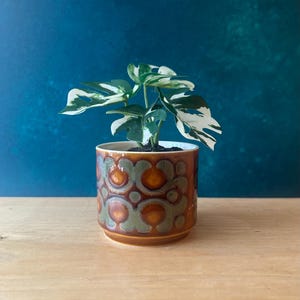 May include: A small variegated Monstera plant with white and green leaves potted in a cylindrical ceramic planter. The planter features a repeating geometric pattern in shades of brown and muted green with a glossy, smooth finish.