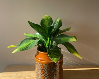Hornsea Bronte vintage plant pot