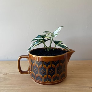 May include: A brown ceramic jug with a black and gold geometric pattern, used as a planter. It contains a small plant with green and white variegated leaves. The jug has a handle on the left and sits on a wooden surface. The plant is in a ceramic jug.