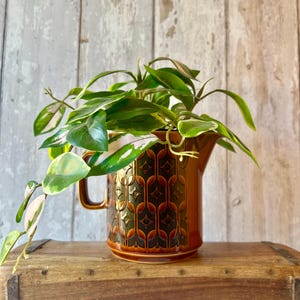May include: A brown ceramic jug with a dark geometric pattern and a handle, containing a trailing plant with variegated green and pink leaves. The jug features a glossy finish and a spout, with the plant cascading over the sides.