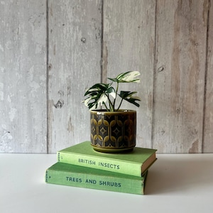 May include: A small variegated monstera plant in a dark brown ceramic pot with a repeating geometric pattern, resting on two stacked green hardcover books titled British Insects and Trees and Shrubs, featuring dark green text on the spines.
