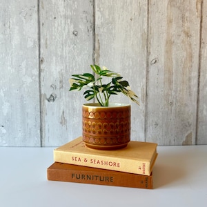 May include: A small variegated plant with green and white leaves sits in a cylindrical brown ceramic pot featuring a repeating embossed circular pattern. The pot rests on two stacked books titled Sea & Seashore and Furniture.
