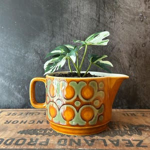 May include: A ceramic creamer jug featuring a repeating embossed geometric pattern in shades of orange and olive green, containing a small variegated Monstera plant with white and green leaves growing from the dark potting soil inside.
