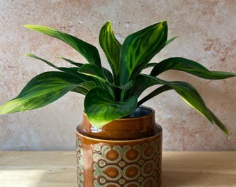 Hornsea Bronte vintage plant pot