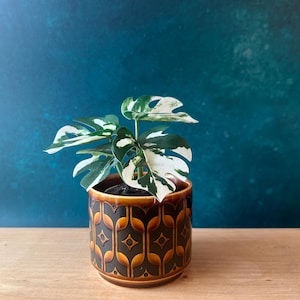 May include: A variegated Monstera plant with white and green leaves potted in a cylindrical ceramic planter. The planter features a dark brown and amber geometric pattern with repeating arched shapes and central circular accents around the exterior.