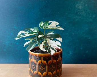 Vintage Hornsea Heirloom plant pot