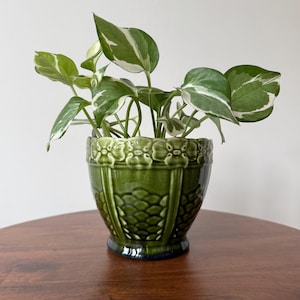 Könnte beinhalten: Ein glänzender, dunkelgrüner Keramikübertopf mit einem strukturierten Schuppenmuster am unteren Teil und einem floralen Reliefdesign am Rand, bepflanzt mit einer Efeutute mit panaschierten, grün-weißen herzförmigen Blättern.