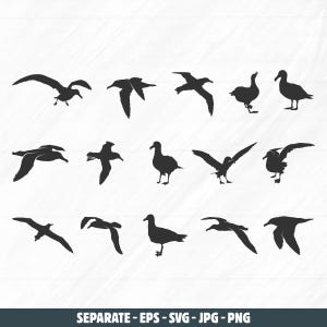 Albatross bird svg, Flying albatross silhouette, Albatross silhouette, Albatross bird silhouette, Albatross svg, Albatross bird vectors.