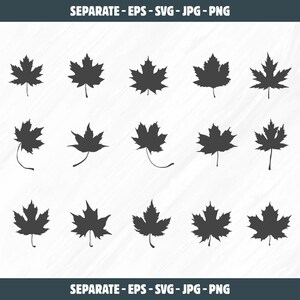 Pode incluir: Um conjunto de 12 ilustrações de folhas de bordo pretas em silhueta. As folhas estão em várias posições e tamanhos.