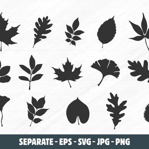 May include: A collection of fifteen black leaf silhouettes arranged in three rows, featuring various botanical shapes including maple, oak, and ginkgo leaves. The bottom of the image displays the text SEPARATE - EPS - SVG - JPG - PNG.
