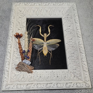 Framed Giant Yellow Praying Mantis