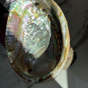 Large Abalone Shell