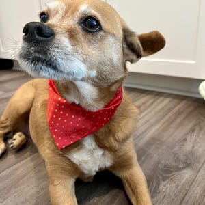 Pet Bandana – Slip On Dog & Cat Collar Bandana – Handmade Gift – Small to Large Pets
