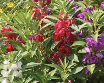 Camilia Flowered Balsam Seeds (Impatiens balsamina)