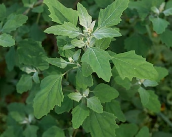 May include: Close-up of a green plant with multiple leaves. The leaves have a slightly serrated edge and a lighter green color on the underside. The plant appears to be growing in a natural environment.