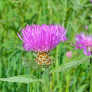 Maral Root, or Maralroot, (Rhaponticum carthamoides Asteraceae) SEEDS