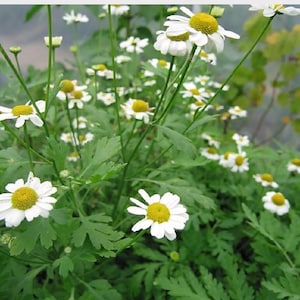 Feverfew seeds (Tanacetum parthenium)