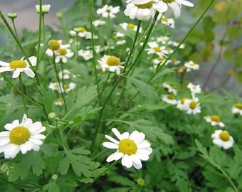 Feverfew seeds (Tanacetum parthenium)