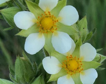 Prairie Cinquefoil Seeds (potentilla arguta)