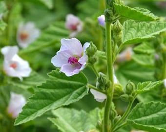 Marshmallow Seeds (althaea officinalis)