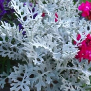Dusty Miller (senecio cineraria), SAMEN