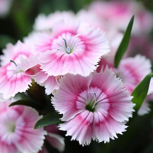 Cottage Pinks Dianthus SEEDS, (dianthus plumarius)