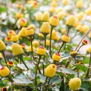 May include: Close-up of a cluster of yellow flowers with red centers. The flowers have a textured, button-like appearance and are set against a backdrop of green foliage. The image is well-lit, highlighting the vibrant colors and details of the plant.