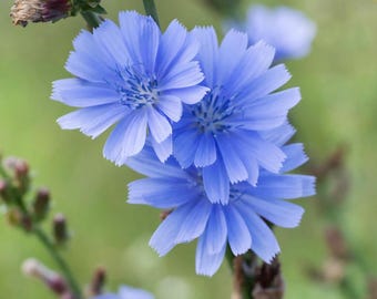 Chicory Seeds (cichorium intybus)