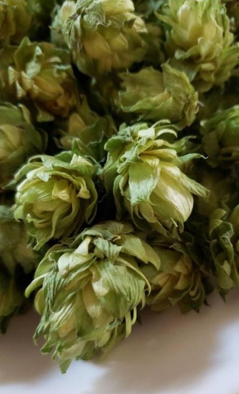 May include: Close-up of dried hops, showcasing their layered, cone-like structure. The image highlights the pale green and yellow hues of the dried flowers, with a focus on the intricate details of the bracts. The hops are a key ingredient in brewing beer.