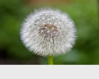 タンポポの種（Taraxacum officinale） - Etsy 日本