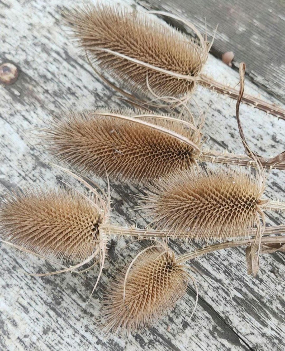 Semi Di Cardo Dei Lanaioli (Dipsacus Sativus) | Pianta Biennale Per Fiori Secchi