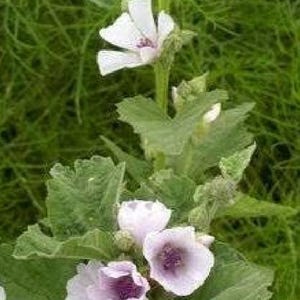 Marshmallow Seeds (althaea officinalis)