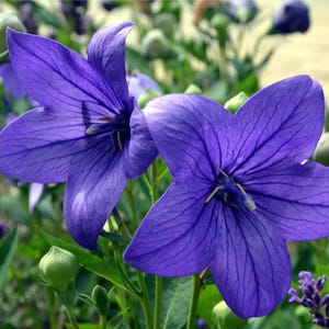 Balloon Flower SEEDS (Platycodon grandiflorus), Bellflower