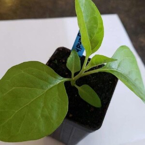 Ashwagandha (Withania somnifera) FRÖN bild 3