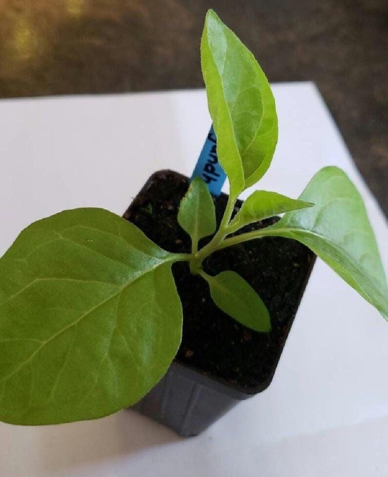 Ashwagandha (Withania somnifera) FRÖN bild 3