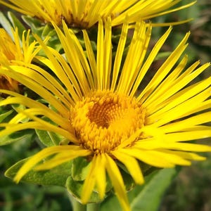 Semilla de helenio oficial (Inula helenium)