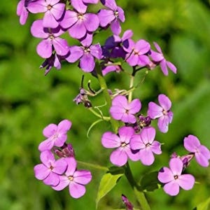Könnte beinhalten: Nahaufnahme eines Clusters leuchtend violetter Blüten mit jeweils vier Blütenblättern. Die Blüten stehen in voller Blüte und zeigen ihre zarte Struktur. Grüne Blätter und Stängel bilden einen Kontrast zu einem verschwommenen grünen Hintergrund.