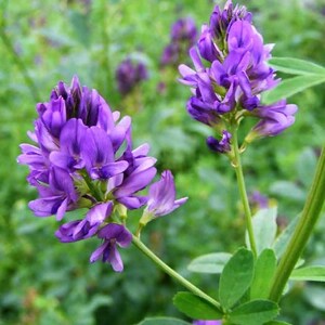 Alfalfa (Medicago sativa) SEEDS