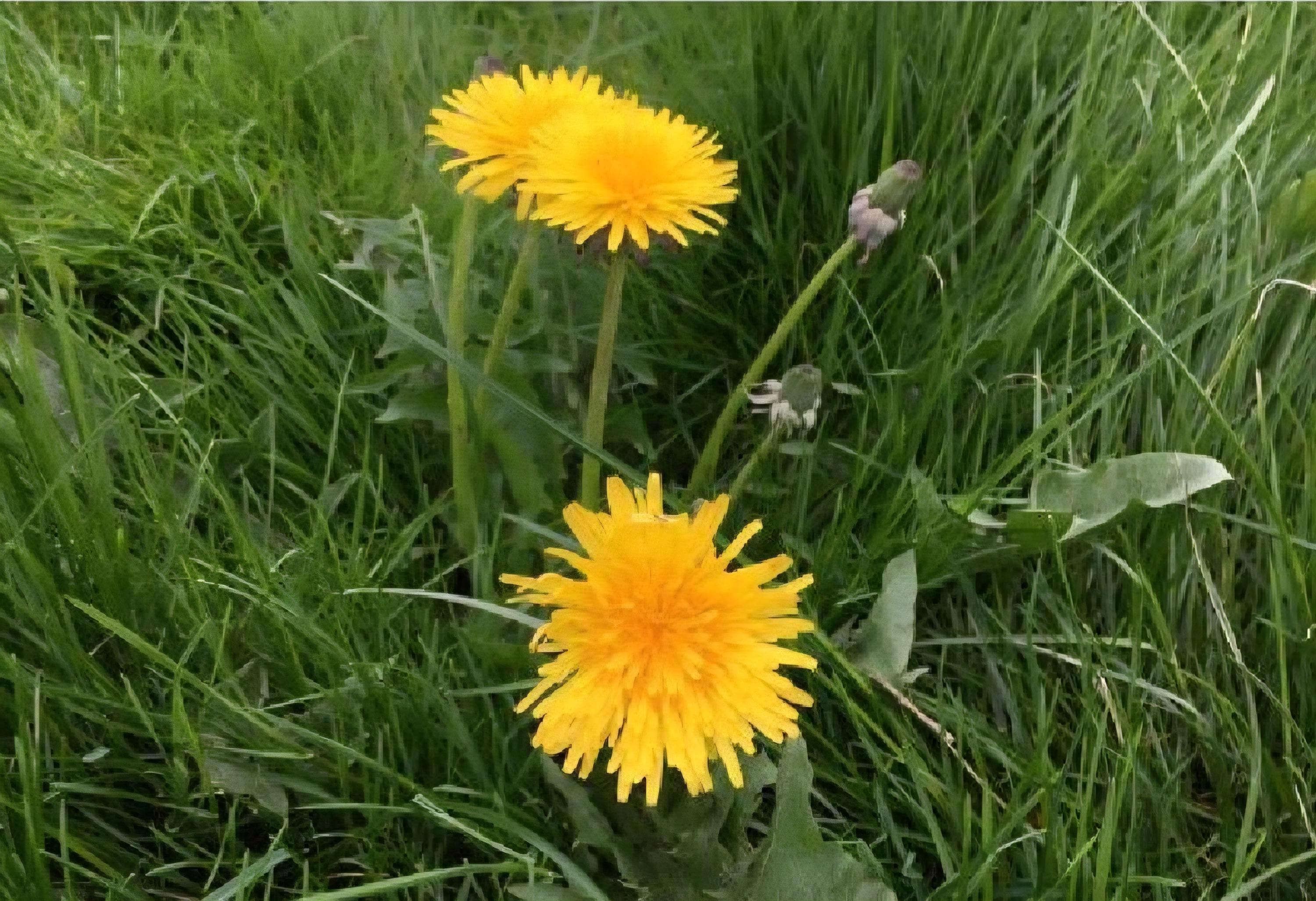 タンポポの種（Taraxacum officinale） - Etsy 日本