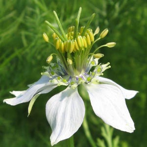 Black Cumin, (Nigella Sativa) SEEDS