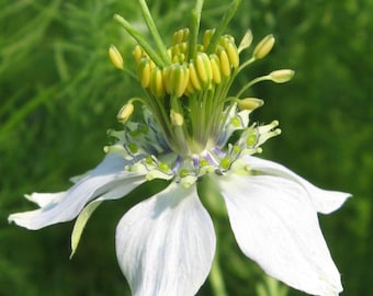 Black Cumin, (Nigella Sativa) SEEDS