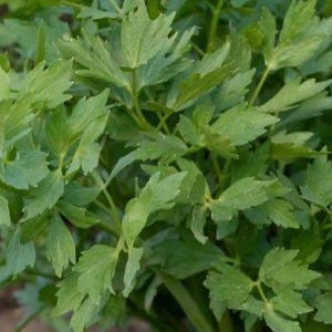 Lovage (Levisticum officinale) seeds